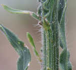 Asthmaweed